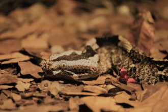 Rhinoceros viper (Bitis nasicornis), adult, foraging, vigilant, ground, West Africa, Africa,