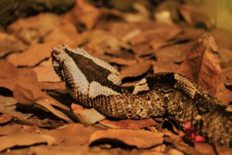 Rhinoceros viper (Bitis nasicornis), adult, foraging, vigilant, ground, West Africa, Africa,