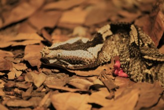Rhinoceros viper (Bitis nasicornis), adult, foraging, vigilant, ground, West Africa, Africa,