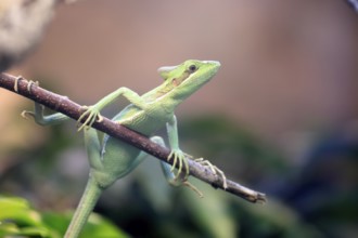 Eastern crowned basilisk (Laemanctus longipes), adult, perch, vigilant, foraging, Central America,