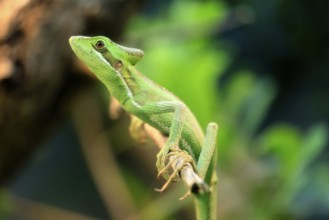 Eastern crowned basilisk (Laemanctus longipes), adult, perch, vigilant, foraging, Central America,
