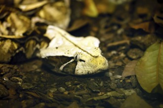 Eastern Gabon viper (Bitis gabonica), adult, portrait, alert, ground, foraging, Gabon, Africa,