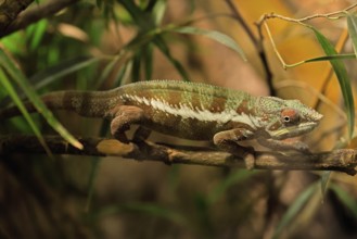 Panther chameleon, (Furcifer pardalis), adult, female, foraging, camouflage, vigilant, Madagascar