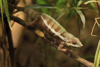 Panther chameleon, (Furcifer pardalis), adult, female, foraging, camouflage, vigilant, Madagascar