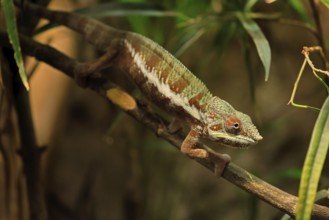 Panther chameleon, (Furcifer pardalis), adult, female, foraging, camouflage, vigilant, Madagascar