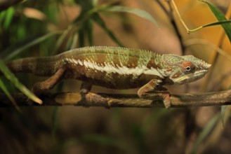 Panther chameleon, (Furcifer pardalis), adult, female, foraging, camouflage, vigilant, Madagascar