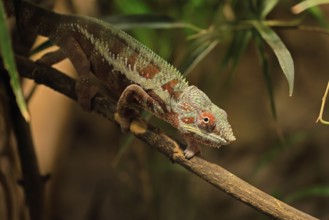 Panther chameleon, (Furcifer pardalis), adult, female, foraging, camouflage, vigilant, Madagascar