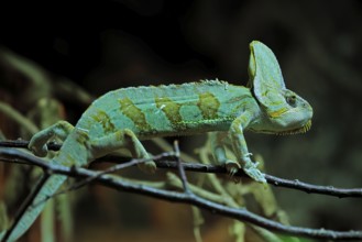 Yemen chameleon (Chamaeleo calyptratus), adult, male, on tree, foraging, Arabian Peninsula, Asia,