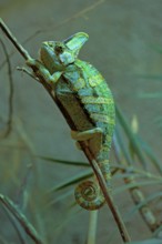 Yemen chameleon (Chamaeleo calyptratus), adult, male, on tree, foraging, Arabian Peninsula, Asia,