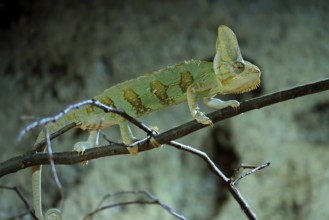 Yemen chameleon (Chamaeleo calyptratus), adult, male, on tree, foraging, Arabian Peninsula, Asia,