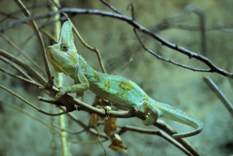 Yemen chameleon (Chamaeleo calyptratus), adult, male, on tree, foraging, Arabian Peninsula, Asia,
