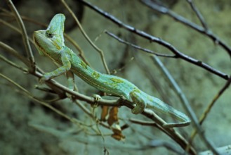 Yemen chameleon (Chamaeleo calyptratus), adult, male, on tree, foraging, Arabian Peninsula, Asia,