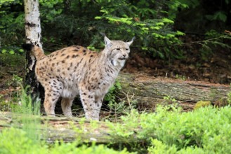 Carpathian lynx (Lynx lynx carpathicus), adult, vigilant, foraging, Bavarian Forest, Bavaria,