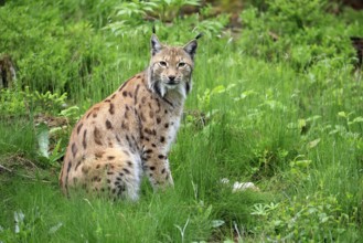 Carpathian lynx (Lynx lynx carpathicus), adult, alert, sitting, Bavarian Forest, Bavaria, Germany,