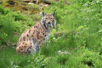 Carpathian lynx (Lynx lynx carpathicus), adult, alert, sitting, Bavarian Forest, Bavaria, Germany,