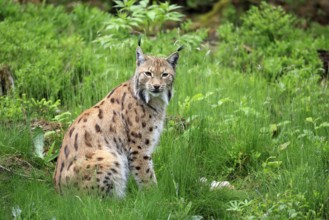 Carpathian lynx (Lynx lynx carpathicus), adult, alert, sitting, Bavarian Forest, Bavaria, Germany,