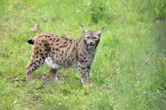 Carpathian lynx (Lynx lynx carpathicus), adult, vigilant, foraging, Bavarian Forest, Bavaria,