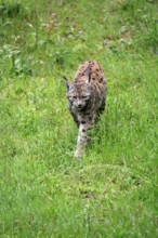 Carpathian lynx (Lynx lynx carpathicus), adult, stalking, foraging, vigilant, Bavarian Forest,