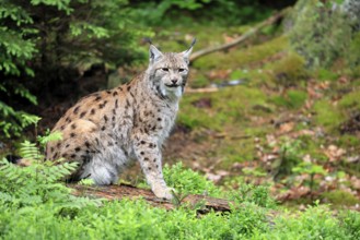Carpathian lynx (Lynx lynx carpathicus), adult, alert, sitting, Bavarian Forest, Bavaria, Germany,