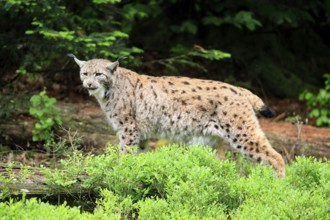 Carpathian lynx (Lynx lynx carpathicus), adult, vigilant, foraging, Bavarian Forest, Bavaria,