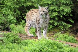 Carpathian lynx (Lynx lynx carpathicus), adult, vigilant, foraging, Bavarian Forest, Bavaria,