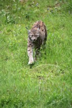 Carpathian lynx (Lynx lynx carpathicus), adult, stalking, foraging, vigilant, Bavarian Forest,