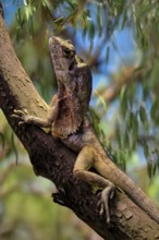 Ruffed lizard (Chlamydosaurus kingii), adult, foraging, on tree, Australia, captive
