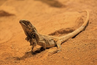 Ruffed lizard (Chlamydosaurus kingii), adult, foraging, Australia, captive