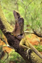Ruffed lizard (Chlamydosaurus kingii), adult, foraging, on tree, Australia, captive