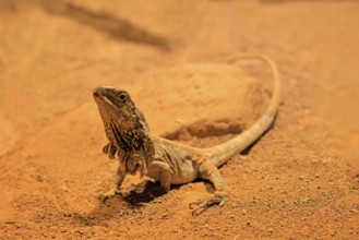 Ruffed lizard (Chlamydosaurus kingii), adult, foraging, Australia, captive