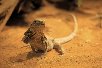 Ruffed lizard (Chlamydosaurus kingii), adult, foraging, Australia, captive