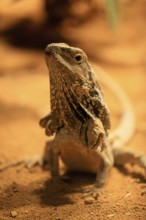 Ruffed lizard (Chlamydosaurus kingii), adult, foraging, Australia, captive
