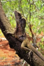 Ruffed lizard (Chlamydosaurus kingii), adult, foraging, on tree, Australia, captive