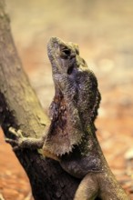 Ruffed lizard (Chlamydosaurus kingii), adult, foraging, on tree, portrait, Australia, captive