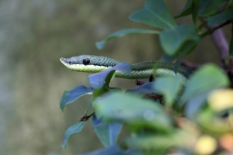 Long-nosed shrub snake (Philodryas baroni), adult, portrait, South America, captive