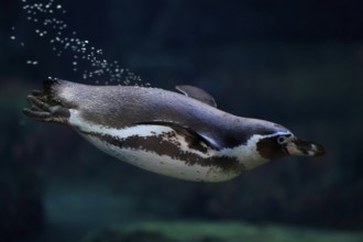 Humboldt Penguin (Spheniscus humboldti), Humboldt Penguin, adult, in the water, swimming, foraging,