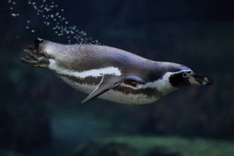 Humboldt Penguin (Spheniscus humboldti), Humboldt Penguin, adult, in the water, swimming, foraging,
