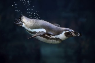 Humboldt Penguin (Spheniscus humboldti), Humboldt Penguin, adult, in the water, swimming, foraging,