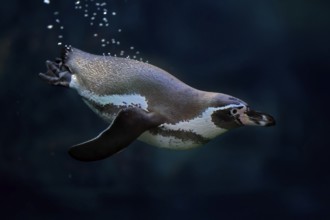 Humboldt Penguin (Spheniscus humboldti), Humboldt Penguin, adult, in the water, swimming, foraging,