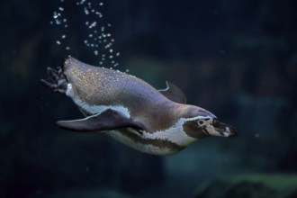 Humboldt Penguin (Spheniscus humboldti), Humboldt Penguin, adult, in the water, swimming, foraging,