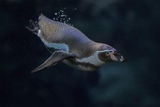 Humboldt Penguin (Spheniscus humboldti), Humboldt Penguin, adult, in the water, swimming, foraging,