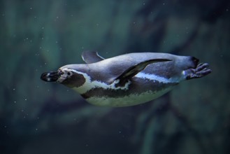 Humboldt Penguin (Spheniscus humboldti), Humboldt Penguin, adult, in the water, swimming, foraging,