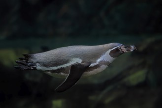Humboldt Penguin (Spheniscus humboldti), Humboldt Penguin, adult, in the water, swimming, foraging,
