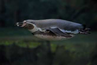Humboldt Penguin (Spheniscus humboldti), Humboldt Penguin, adult, in the water, swimming, foraging,