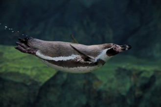 Humboldt Penguin (Spheniscus humboldti), Humboldt Penguin, adult, in the water, swimming, foraging,
