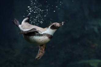 Humboldt Penguin (Spheniscus humboldti), Humboldt Penguin, adult, in the water, swimming, foraging,