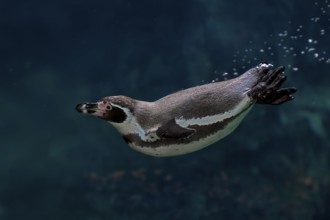 Humboldt Penguin (Spheniscus humboldti), Humboldt Penguin, adult, in the water, swimming, foraging,