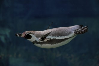 Humboldt Penguin (Spheniscus humboldti), Humboldt Penguin, adult, in the water, swimming, foraging,