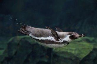 Humboldt Penguin (Spheniscus humboldti), Humboldt Penguin, adult, in the water, swimming, foraging,