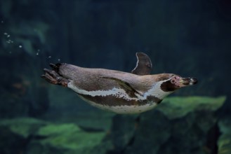 Humboldt Penguin (Spheniscus humboldti), Humboldt Penguin, adult, in the water, swimming, foraging,